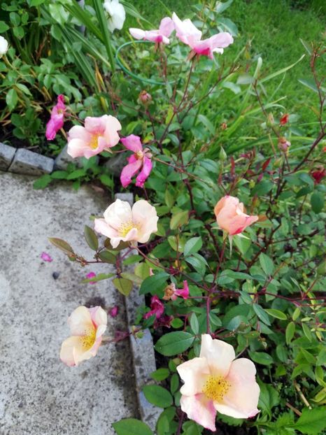 Mutabilis1 - Mutabilis