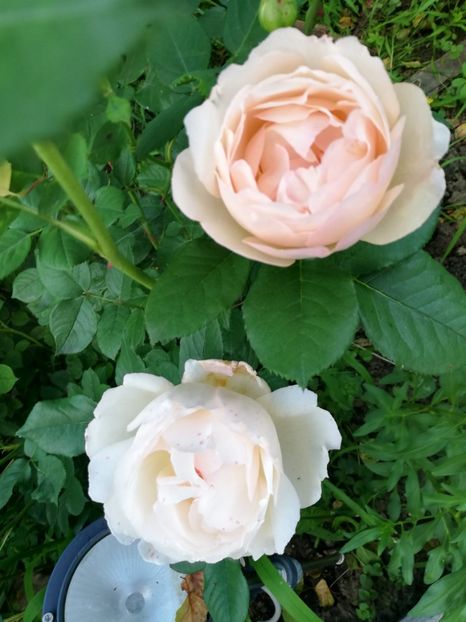 Pat Austin3 - Pat Austin