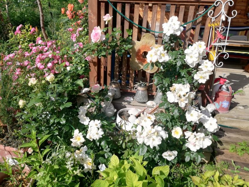 Sally Holmes 2021_2 - Sally Holmes