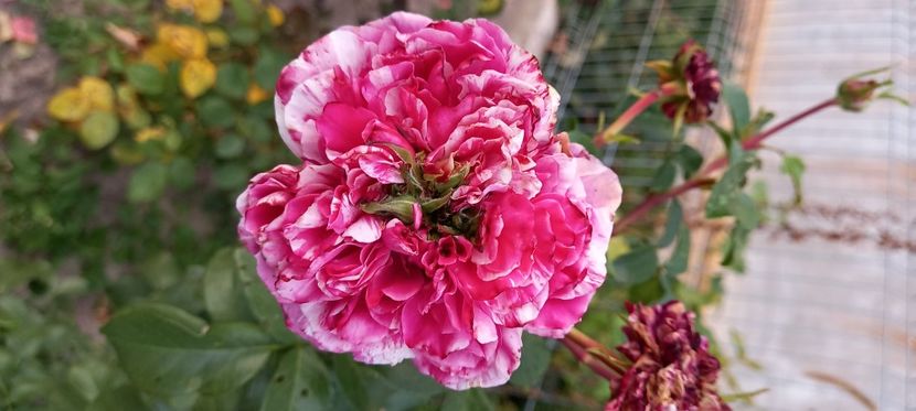 crazy fashion - Lastari de pe Facebook