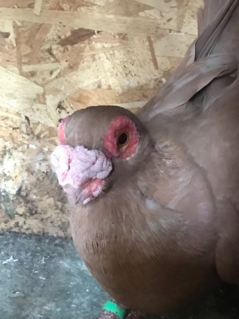 EDE49015-DC60-4B1F-A62A-36FE95CB0B31 - Berberi2021