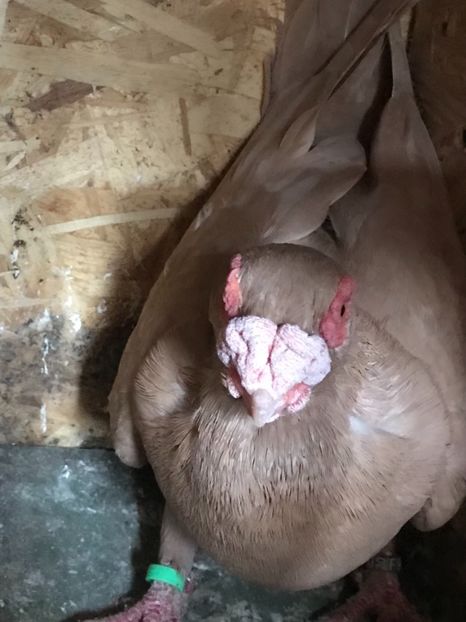 DE7DA2F9-A35C-416E-AD9E-5EFD50F5738E - Berberi2021