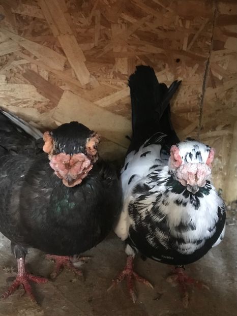 7689B6F0-4752-4A62-AEDC-4489AEEF76AD - Berberi2021