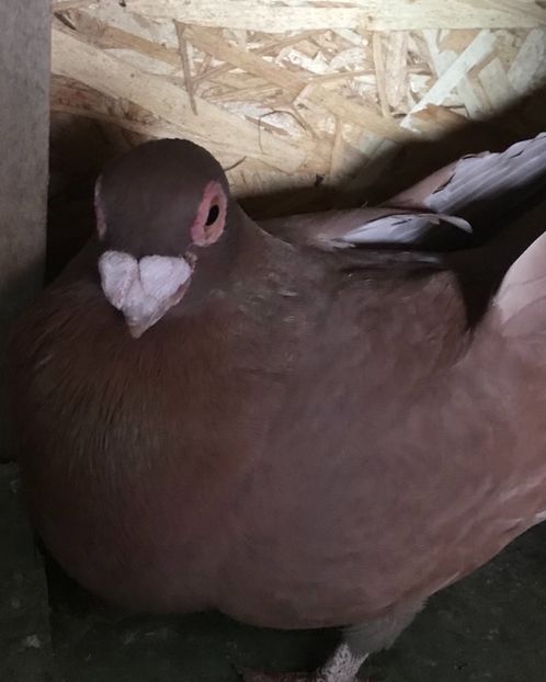 4BFCF981-5301-4E03-BF94-3ED5AFA2E39C - Berberi2021