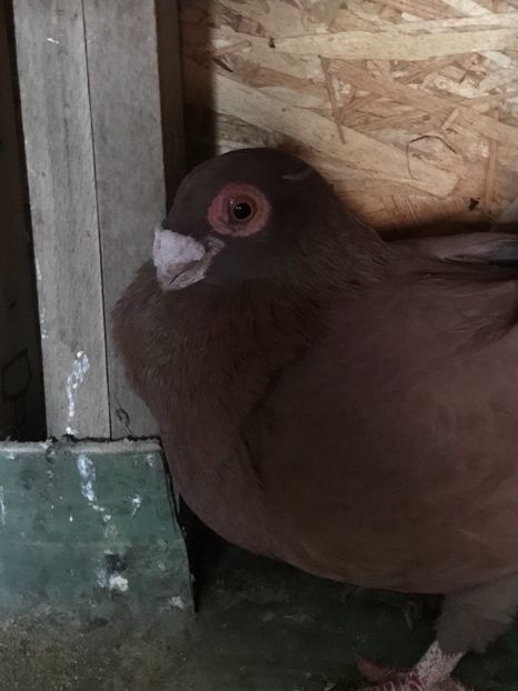 76645B5C-73DB-4D7F-9267-C951A0D3EA82 - Berberi2021