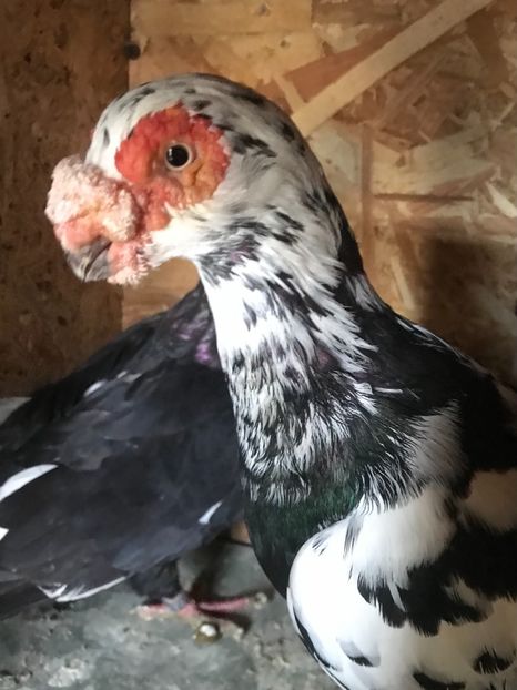 1F7E46F1-5526-4846-8B41-DFD082156192 - Berberi2021