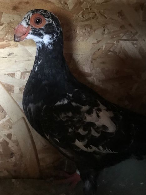 0C76BC84-C654-4919-96CD-B758D6E0D08B - Berberi2021