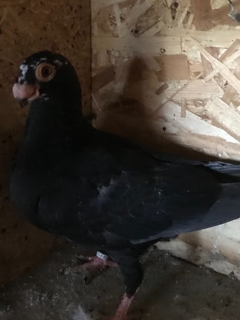 F524DA74-C933-4A34-94F5-1CDD97C30C14 - Berberi2021