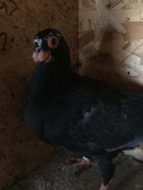 87543CB2-C077-409B-B0AA-843DFBF1FD1D - Berberi2021