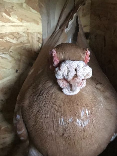 FD1BEB3E-7D7A-40C0-A33C-D2BAD9E1FCD5 - Berberi2021