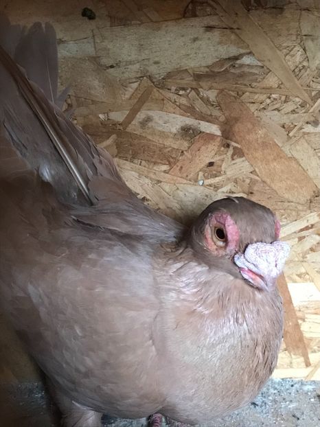 CB1267D1-32AC-46A4-87AB-295F110F159B - Berberi2021