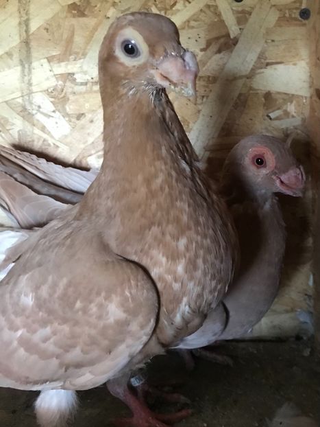 D9C95B1A-1C48-4A2C-AFED-34E628A296EF - Berberi2021