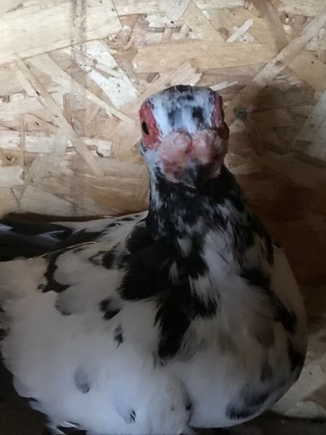 ED1CD331-824E-4072-B78E-AC2CF5E955E8 - Berberi2021