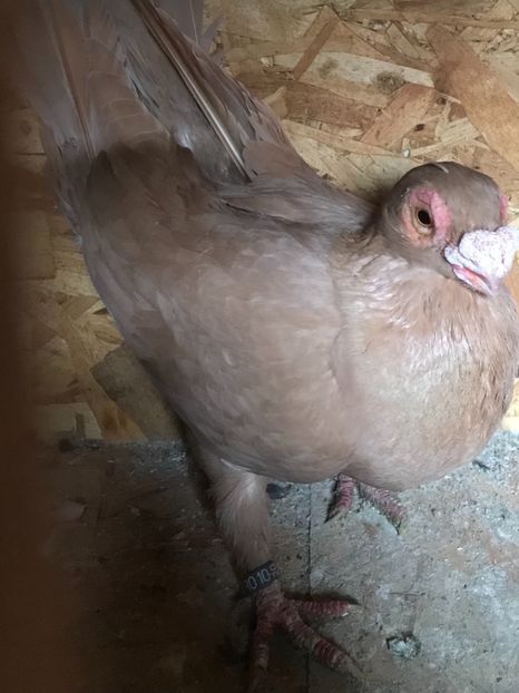 C8744421-2D2B-48BA-932B-418050F10D23 - Berberi2021