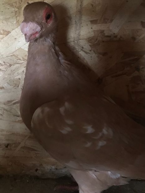 11FA4B5C-C3BE-4B23-A248-118566DECA1E - Berberi2021