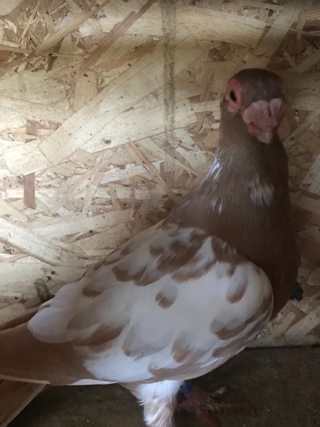 154507CC-5E90-44DA-BC30-E564DF31AAD9 - Berberi2021