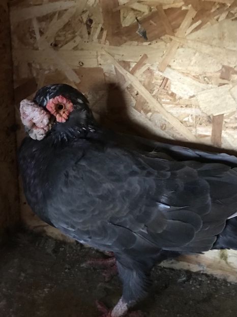 23F17CDD-9BFE-48E5-8F38-37F4A7772E33 - Berberi2021