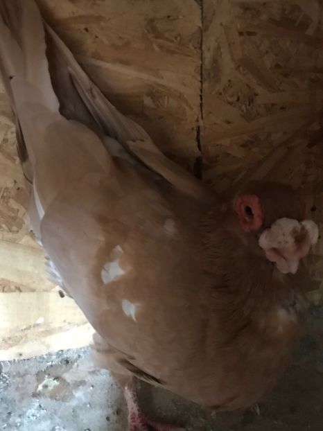 AD46DBE5-205C-4E4B-AB27-C4B2F96038BF - Berberi2021