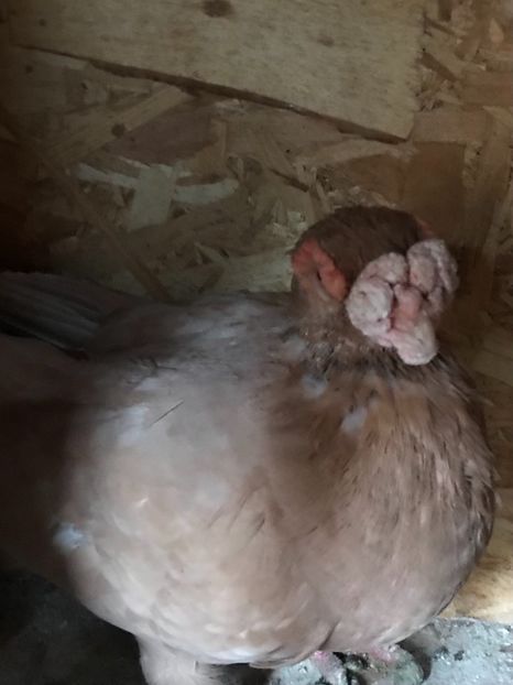 D81C3810-2ACA-466A-8716-E438618F47EE - Berberi2021