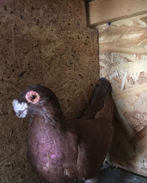 237DEF1E-3680-4C52-8BAF-84F38ED8EA7E - Berberi2021