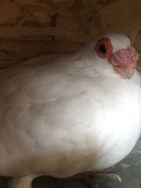 2821350D-6AA7-4011-8191-ABA0F56EE68E - Berberi2021