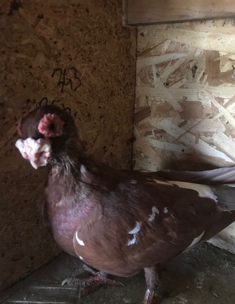 E45B816D-D2CA-4FDF-99DD-70563F2320CF - Berberi2021