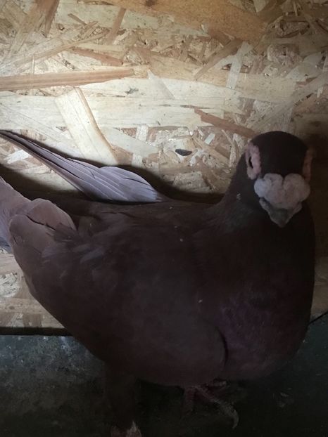 67C919B7-0612-491B-9987-8D2E38B23D4F - Berberi2021