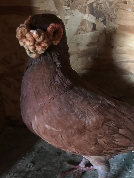 88C2ABCA-A676-4149-8285-300FE0A9381D - Berberi2021