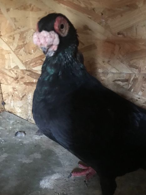 8E396EEA-DF01-4112-B897-C83AA8A844C9 - Berberi2021