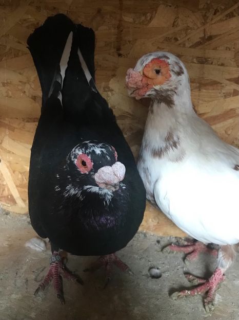 2A4A481B-F20A-4D32-9D4E-AB400A979272 - Berberi2021