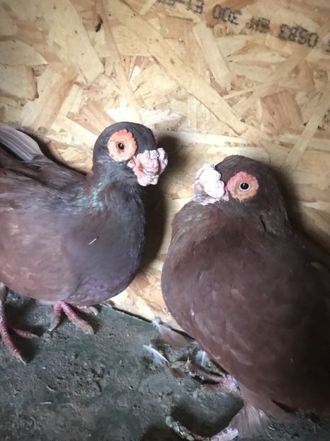 52EDDD56-FB02-4E5A-8189-DADC605314C5 - Berberi2021