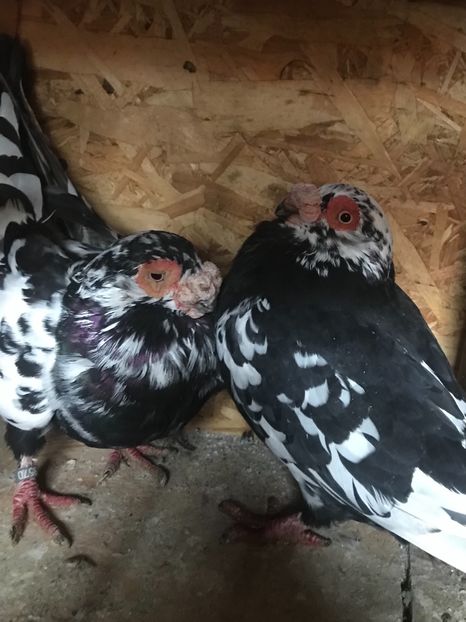 3285B57E-8E7C-409A-A036-9DB90EC47EBD - Berberi2021