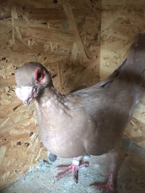 A2ECA5B3-7629-4D7F-AAB0-C4D62F1AB5F1 - Berberi2021