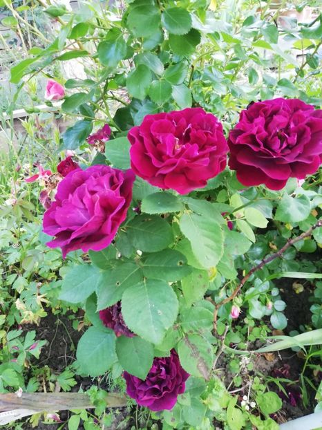 Baron 2021_1 - Baron Girod de LAin