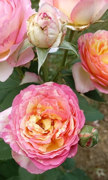 marc chagal - Noutăți