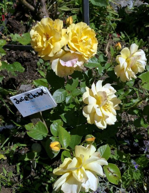 Julia Child 2020 - Julia Child