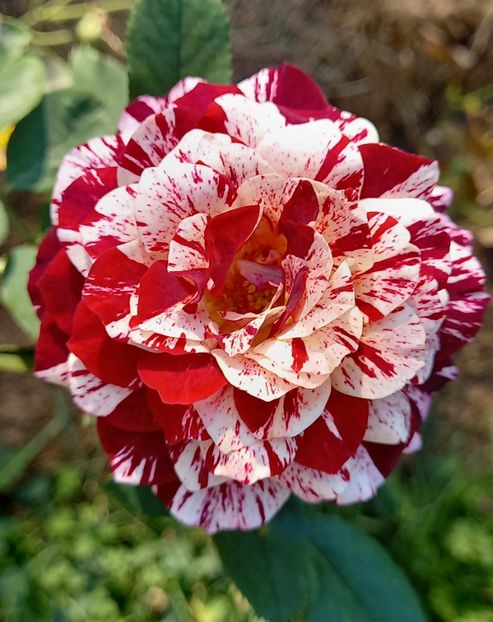 belle d'espinouse - Noutăți