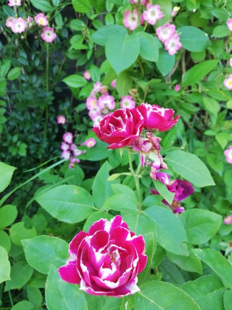 Baron 2021_3 - Baron Girod de LAin