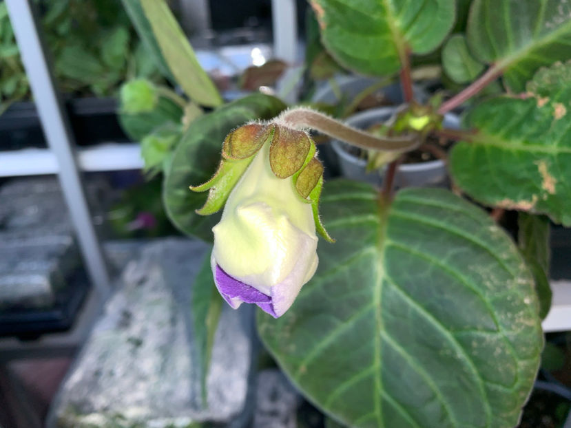  - Gloxinia 2021