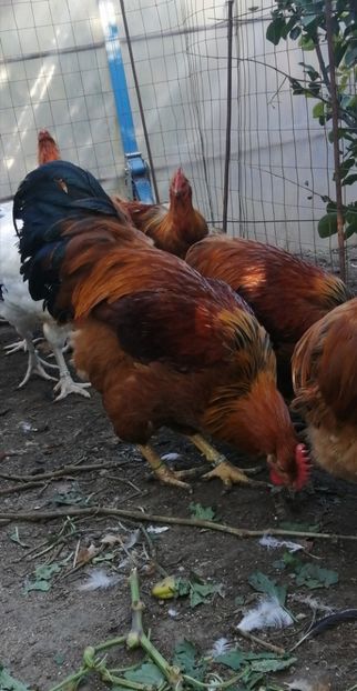 New Hampshire - 2021 New Hampshire