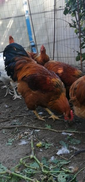 New Hampshire - 2021 New Hampshire