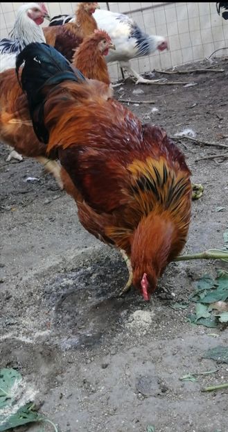 New Hampshire - 2021 New Hampshire