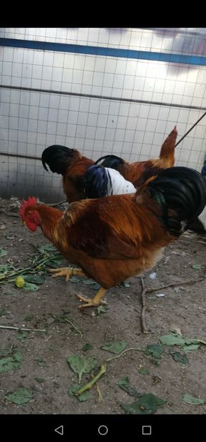 New Hampshire - 2021 New Hampshire