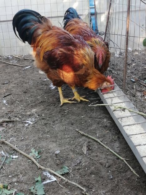  - 2021 New Hampshire