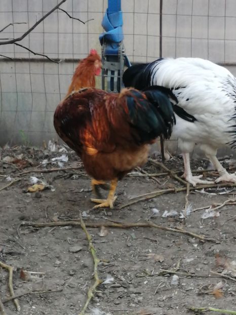  - 2021 New Hampshire