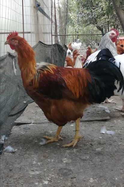 New Hampshire - 2021 New Hampshire