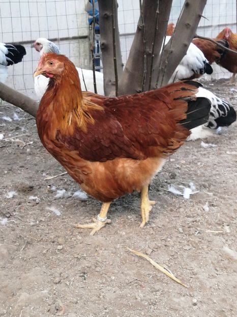  - 2021 New Hampshire