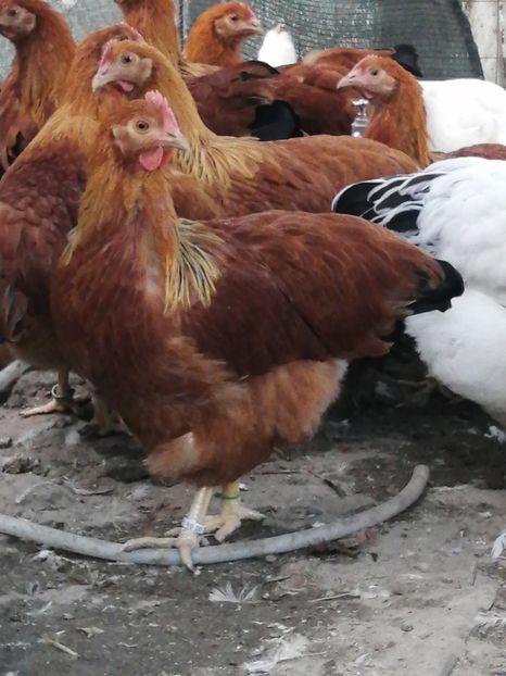  - 2021 New Hampshire