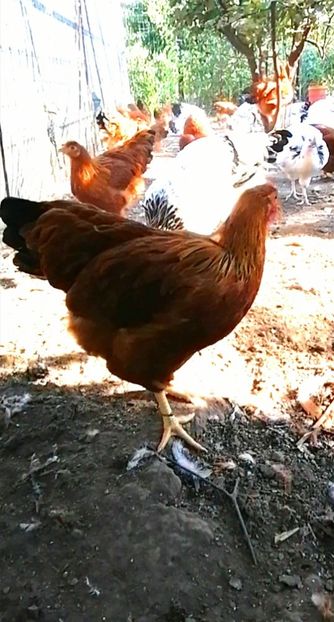 New Hampshire - 2021 New Hampshire