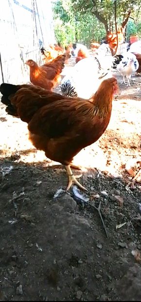 New Hampshire - 2021 New Hampshire